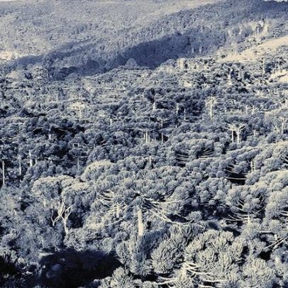 Destino do dinheiro do Fundo Florestas Tropicais para Sempre é esclarecido