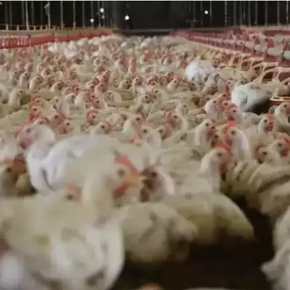 China retira proibição de importação frango do Brasil