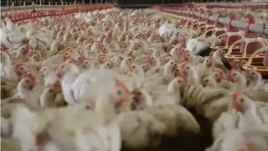 Crédito: Divulgação/CNA