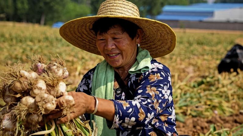 A China é o maior produtor de alho do mundo