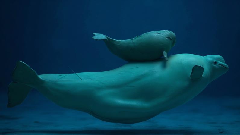 Beluga whales in Marineland in Niagara Falls, Ontario, on 20 July 2012.