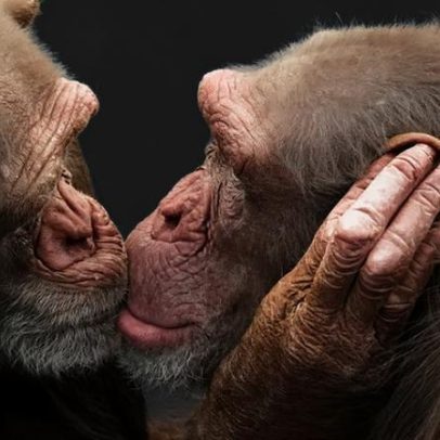 Beijo na boca pode ter surgido há 21 milhões de anos, dizem pesquisadores