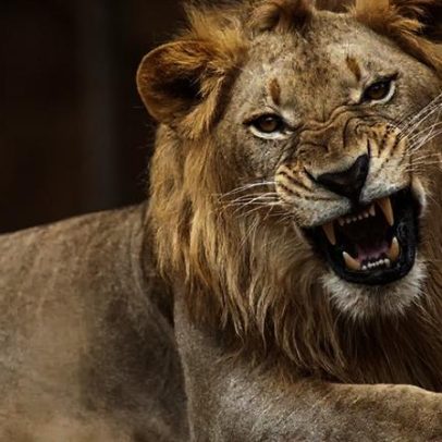 Cientistas identificam novo rugido de leão