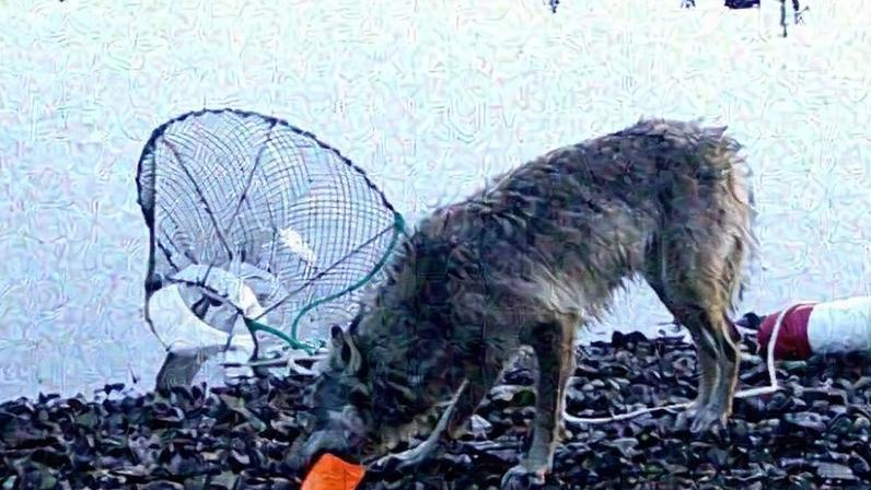 (Artelle et al. / Ecology and Evolution, 2025/Reprodução)