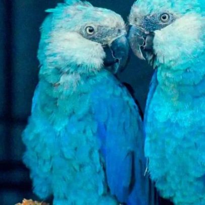 Ararinhas-azuis remanescentes diagnosticadas com vírus letal ameaçam a espécie
