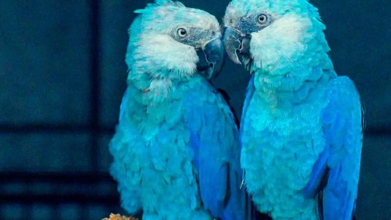 Ararinhas-azuis remanescentes diagnosticadas com vírus letal ameaçam a espécie