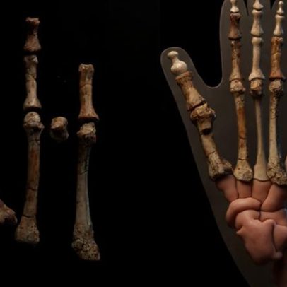 Pé de 3,4 milhões de anos revela parente enigmático que conviveu com Lucy