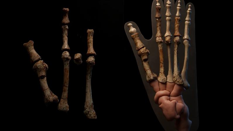 (ASU Institute of Human Origins via Youtube/Reprodução)