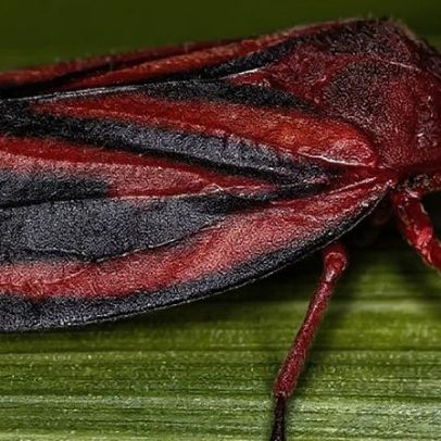 Pesquisa identifica nova espécie de inseto que ataca cana-de-açúcar