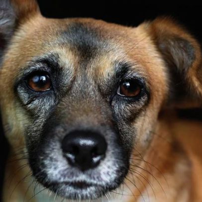 Do vira-lata ao pedigree: quando as raças caninas ficaram tão distintas?