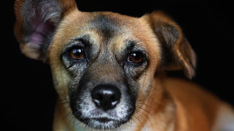 Vira-lata caramelo caiu nas graças dos brasileiros; novo estudo revela que diversidade entre cães começou há pelo menos 11 mil anos.