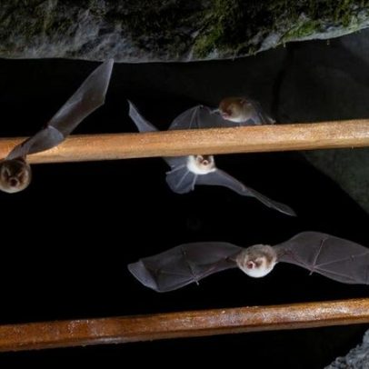 Morcegos protegidos por novo método buscam preservar a população