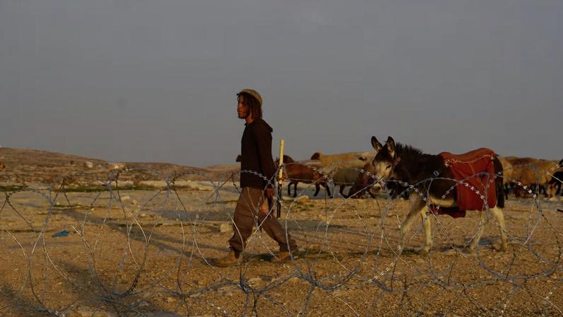 Gazem Hamamdi, con su ganado en la aldea de Jirbet Al Mufaqara, en Cisjordania, este jueves.