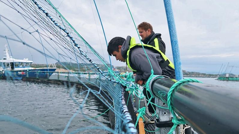 Caption: MIT Sea Grant student intern Beckett Devoe (foreground) looks into one of the net pens at the Singsholmen salmon farm off the island of Hitra in Norway.