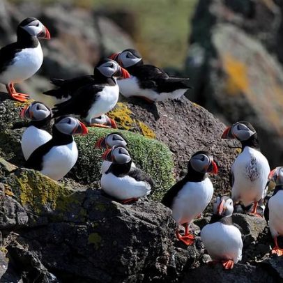 Pesquisadores definem importância da economia circular das aves marinhas