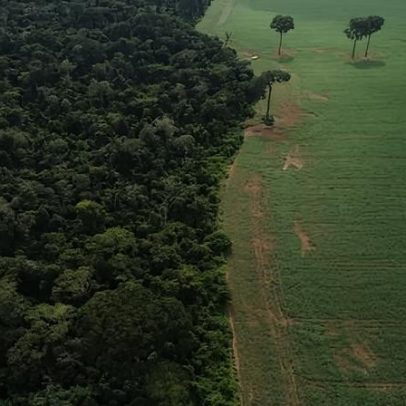 Governo planeja regulamentar mercado de carbono até 2026