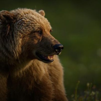 Urso pardo ataca comitiva escolar no Canadá e deixa quatro feridos graves