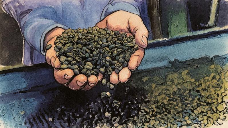 Detalhe de grãos de café torrado