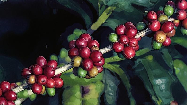Ramo lotado de frutos de café ainda no pé
