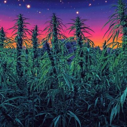 Cannabis promete lucro de R$ 23 mil por hectare, 11 vezes mais que a soja