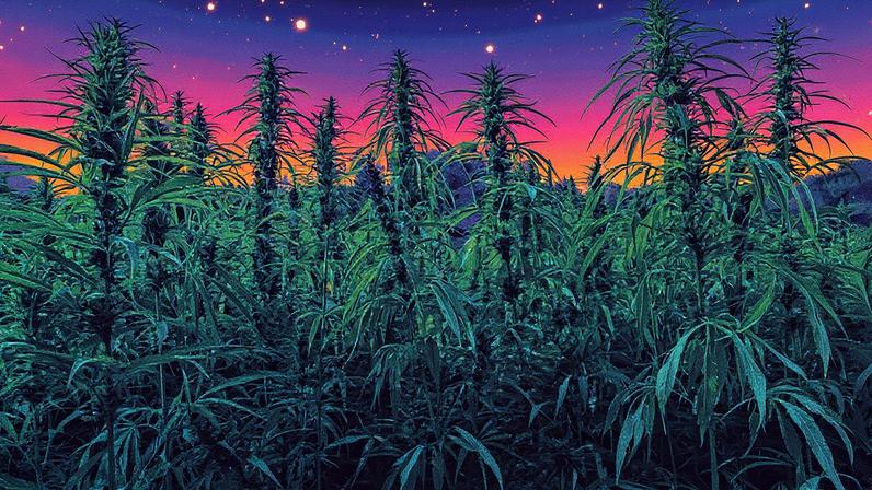 Plantio de cannabis a céu aberto