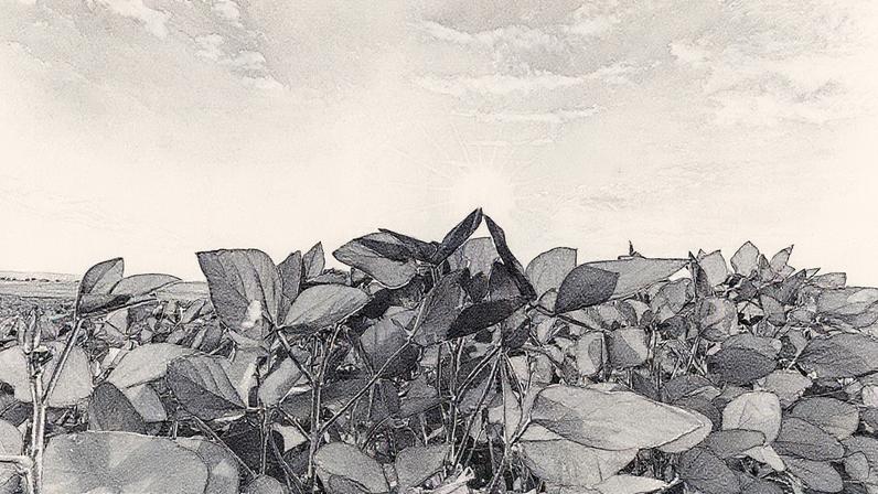 Lavoura de soja em pleno desenvolvimento