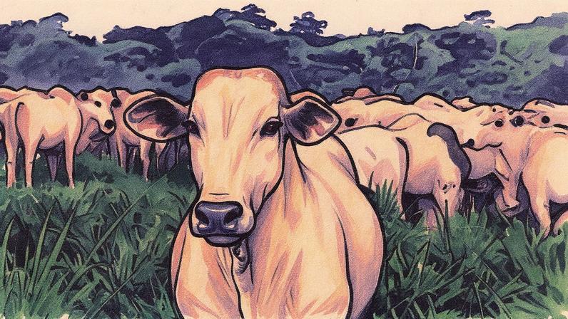 JBS e Carrefour Brasil iniciam venda de carne bovina com rastreabilidade individual no Pará. Ação do programa Pecuária Sustentável visa transparência e combate - Foto: Acervo Comunhão