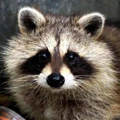 Guaxinins exibem sinais iniciais de domesticação