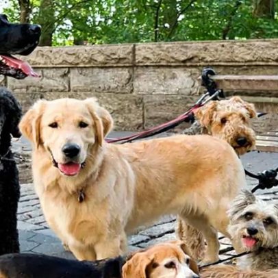 DNA de lobo influencia personalidade de cães aponta estudo