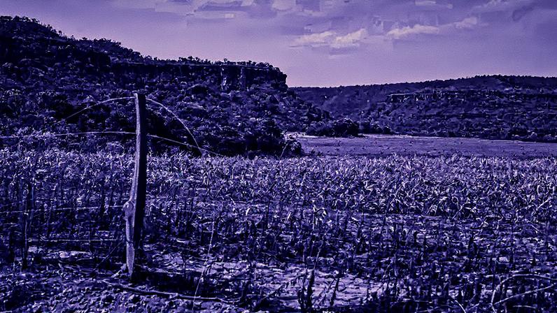 Conflitos agrários no Cerrado maranhense são agravados por morosidade judicial, desmatamento autorizado e grilagem - Foto: Fernando Frazão/Agência Brasil