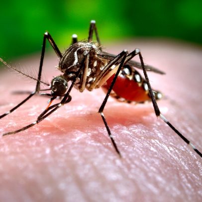 Vacina contra dengue do Butantan deve ser aplicada em dezembro.