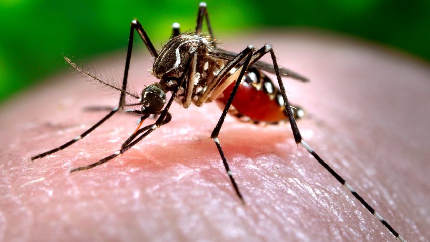 Vacina contra dengue