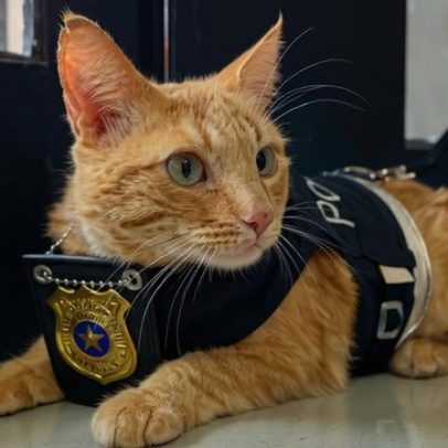 Gatinho adotado pela Delegacia da Mulher apoia vítimas