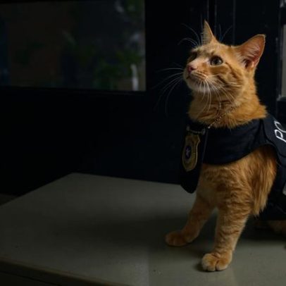 Gatinho adotado pela Delegacia da Mulher apoia vítimas
