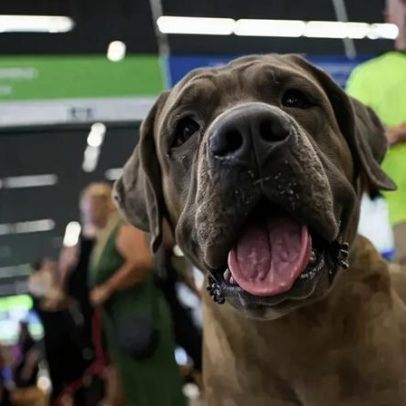 STF derruba lei do Rio que obrigava transporte gratuito de animais de suporte