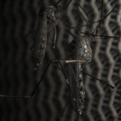 Vacina da dengue do Butantan pode beneficiar a saúde global