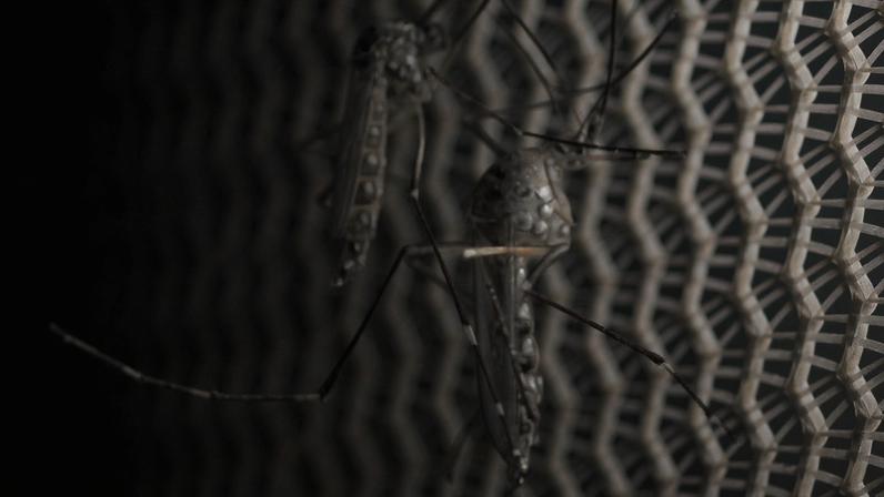 Vacina da dengue do Butantan pode beneficiar a saúde global