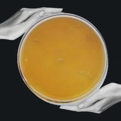 O fungo negro de Chernobyl que pode consumir radiação
