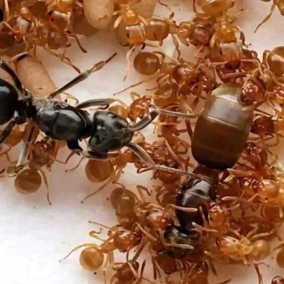 Formigas parasitas tomam poder ao virar trabalhadores contra a rainha
