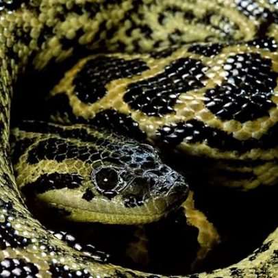 Anacondas eram gigantes há 12 milhões de anos e permaneceram assim