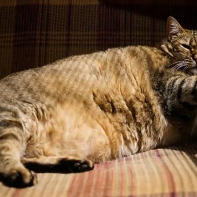 Empresa testa Ozempic para emagrecer gatos