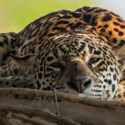 Mapa 14,3 mil observações de felinos para entender interações com humanos