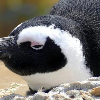 Fome matou mais de 60 mil pinguins-africanos na última década, aponta estudo