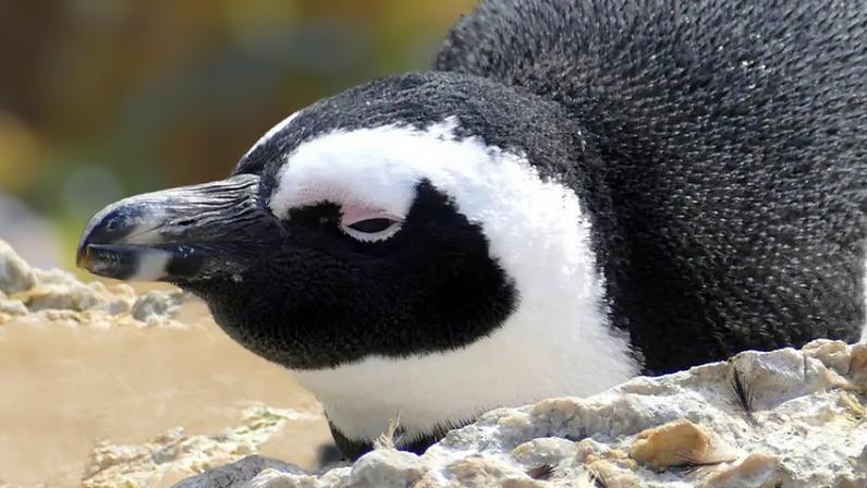 Fome matou mais de 60 mil pinguins-africanos na última década, aponta estudo