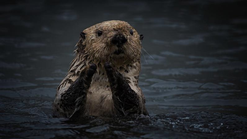 A southern sea otter.
