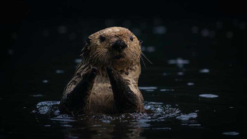 Lontras-do Pacífico da Califórnia enfrentam novas ameaças
