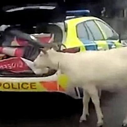 Polícia usa escudos para recapturar cabra fugitiva em Wiltshire