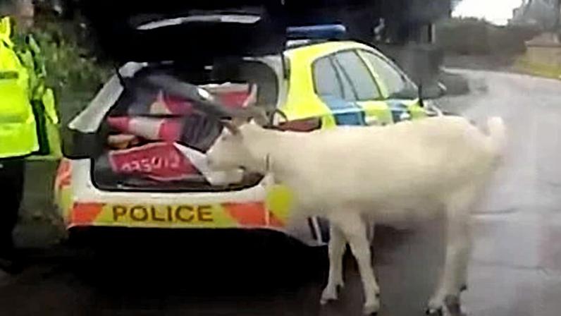 Polícia usa escudos para recapturar cabra fugitiva em Wiltshire