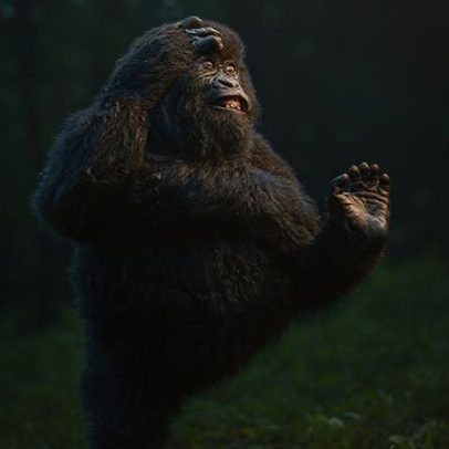 Gorila dançarino e batismo de sapo entre as fotos de animais engraçadas do ano