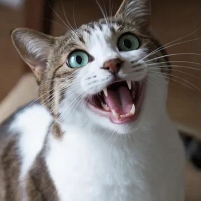 Gatos miam mais para tutores homens, aponta pesquisa